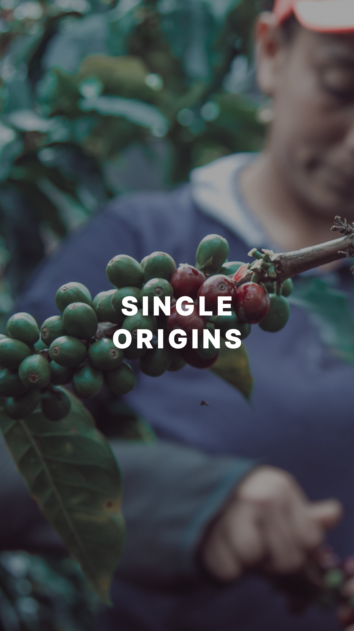 SINGLE ORIGINS